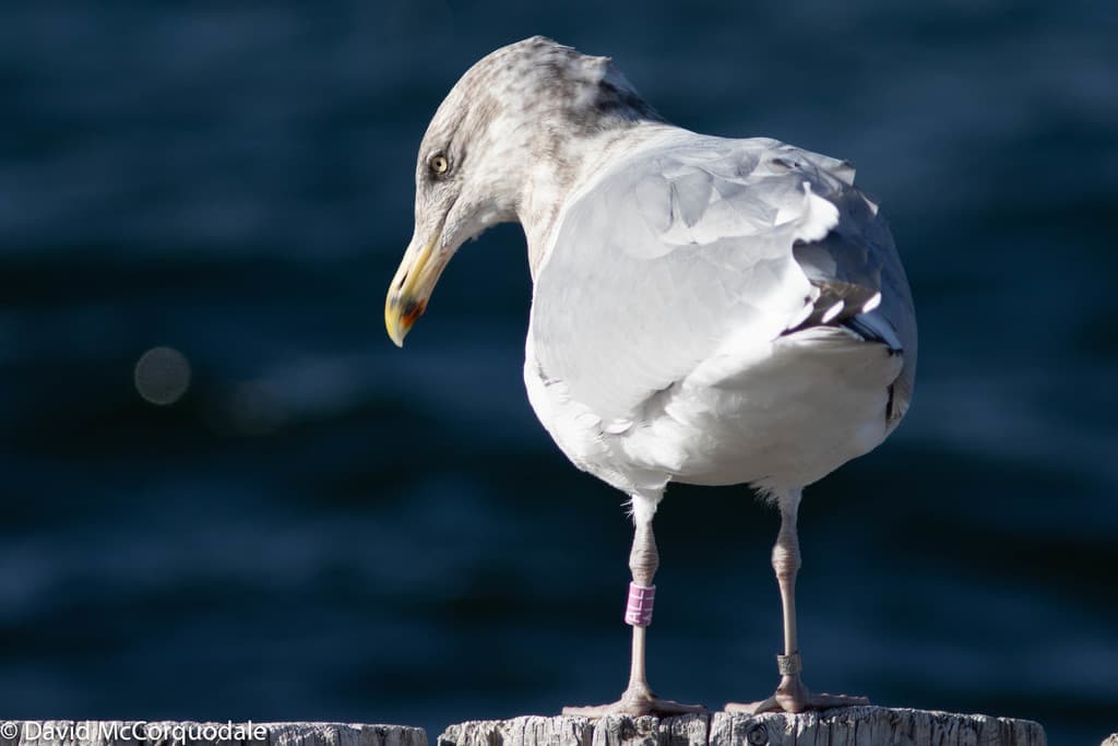 American Herring Gull｜美洲银鸥 图鉴照片