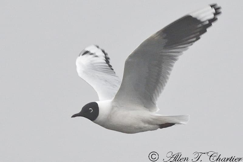 Andean Gull｜安第斯鸥 参考照片