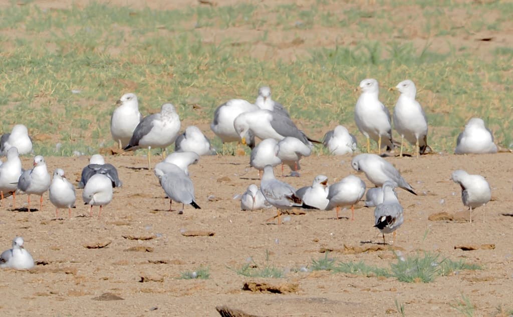 Armenian Gull｜亚美尼亚鸥 图鉴照片