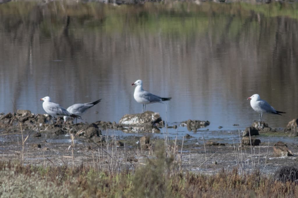 Audouin’s Gull｜奥杜安鸥 参考照片
