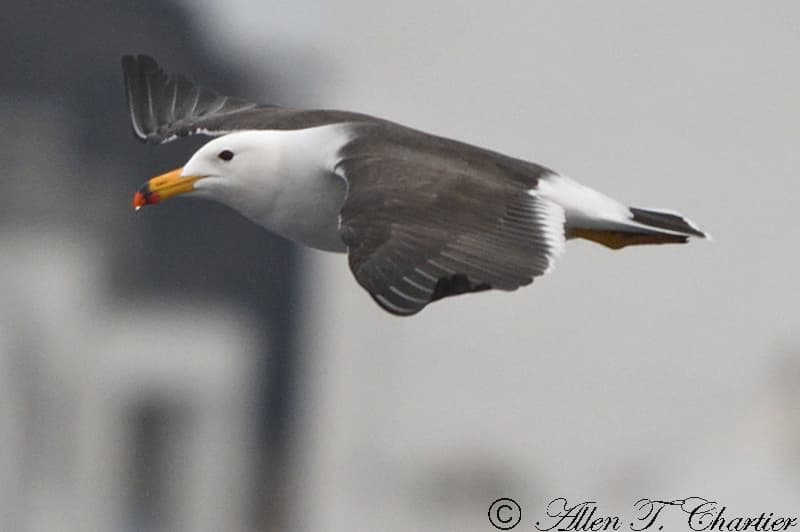 Belcher’s Gull｜贝氏鸥 图鉴照片