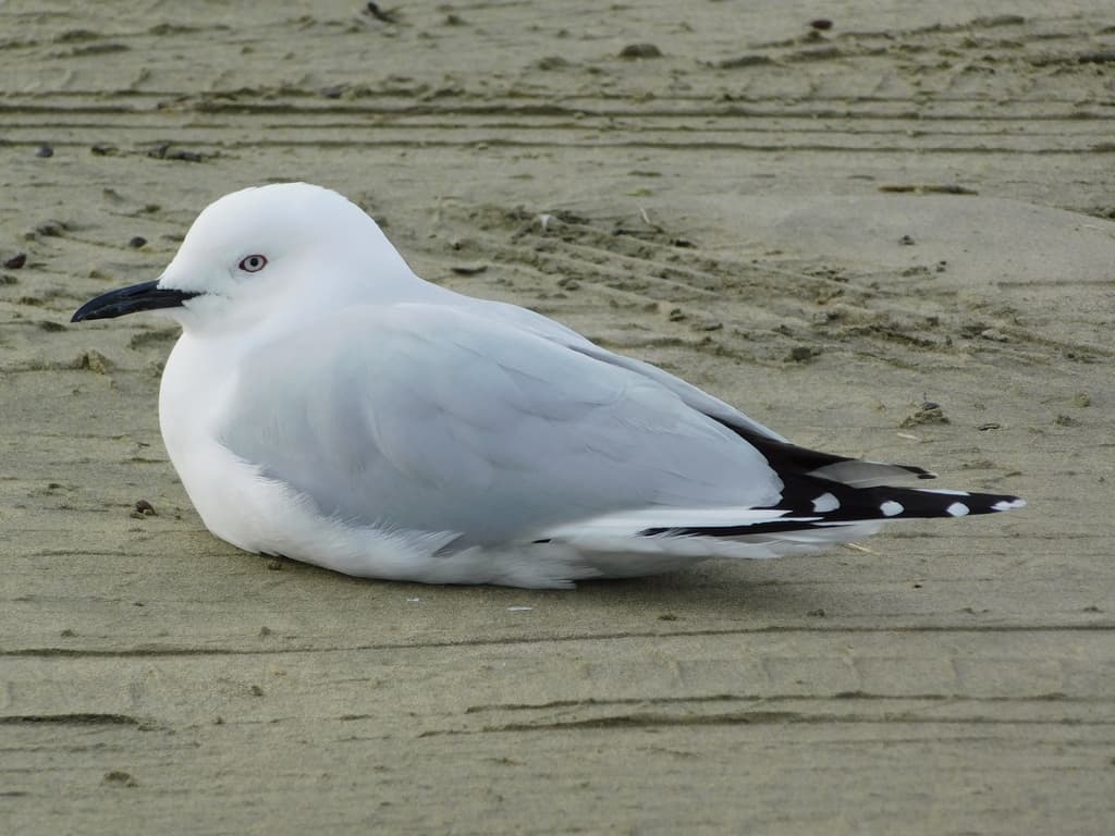 Black-billed Gull｜新西兰黑嘴鸥 参考照片