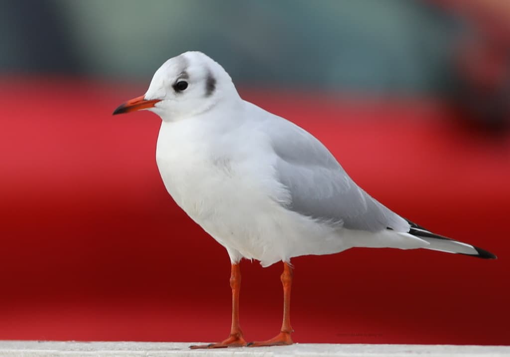 Black-headed Gull｜红嘴鸥 参考照片