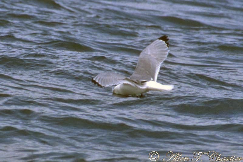 Black-legged Kittiwake｜三趾鸥 参考照片