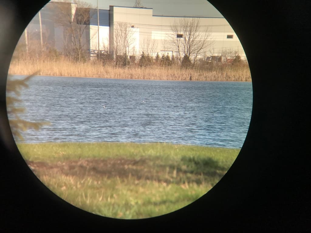 Bonaparte’s Gull｜博氏鸥 参考照片