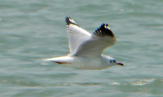 Brown-headed Gull｜棕头鸥 参考照片