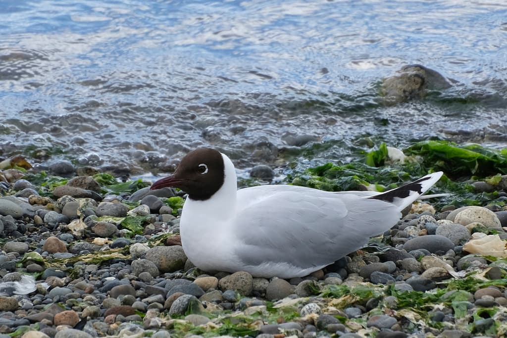 Brown-hooded Gull｜褐头鸥 参考照片
