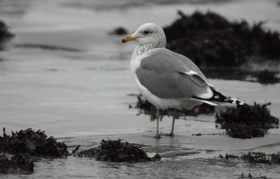 California Gull｜加州鸥 图鉴照片