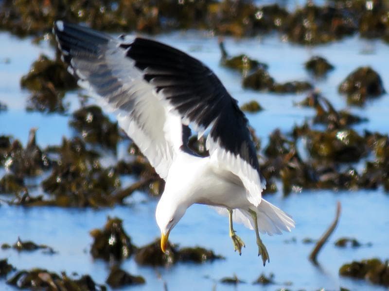 Cape Gull｜海角鸥 图鉴照片
