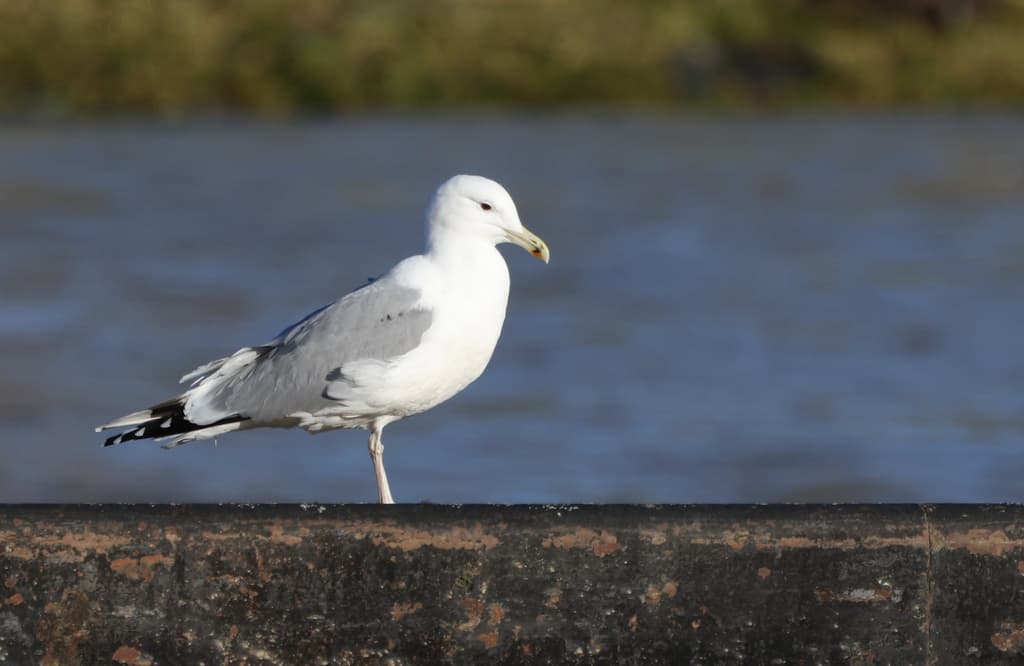 Caspian Gull｜里海鸥 图鉴照片