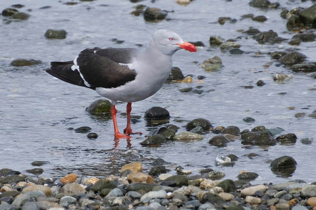 Dolphin Gull｜豚鸥 / 海豚鸥 图鉴照片