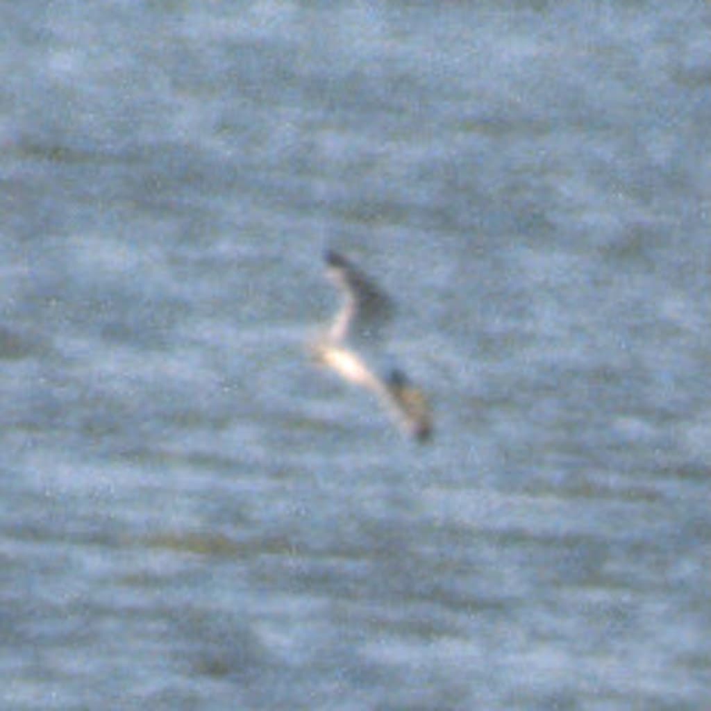 Franklin’s Gull｜富兰克林鸥 图鉴照片