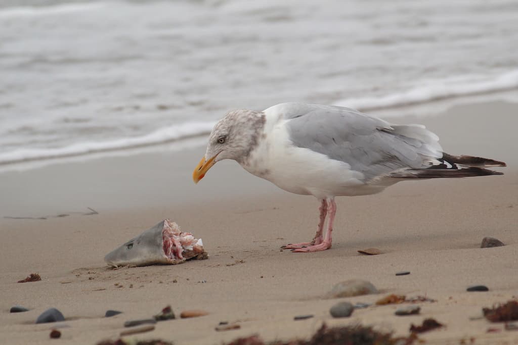 American Herring Gull｜美洲银鸥 参考照片