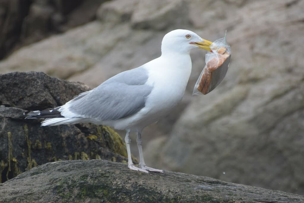 American Herring Gull｜美洲银鸥 参考照片