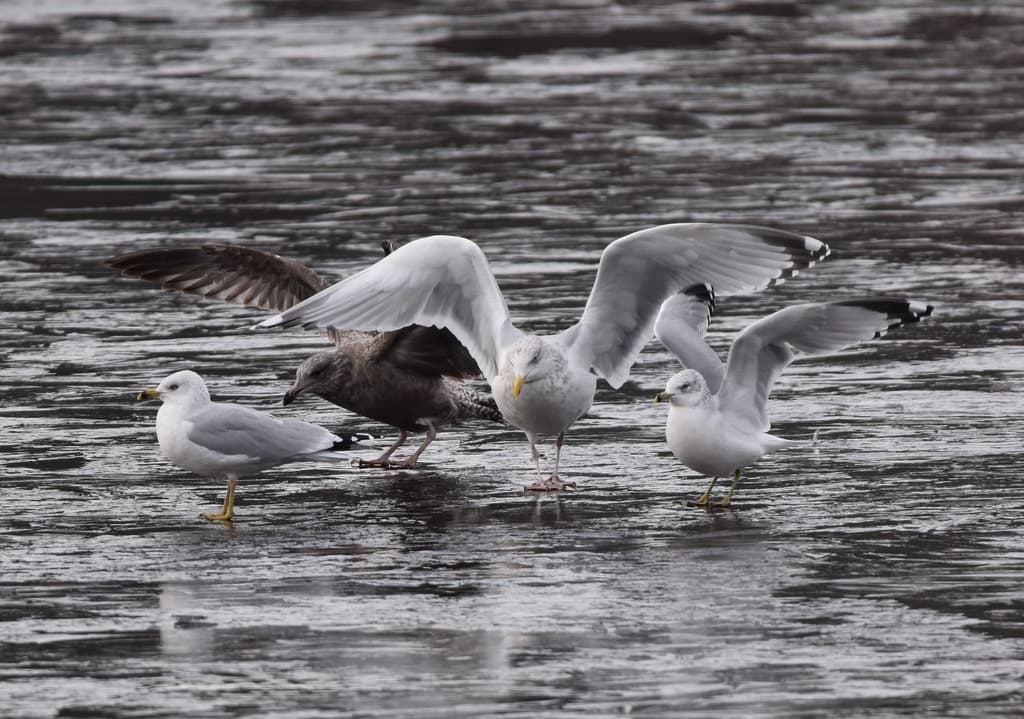 American Herring Gull｜美洲银鸥 参考照片