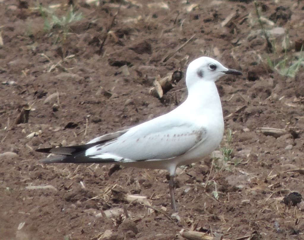 Andean Gull｜安第斯鸥 参考照片