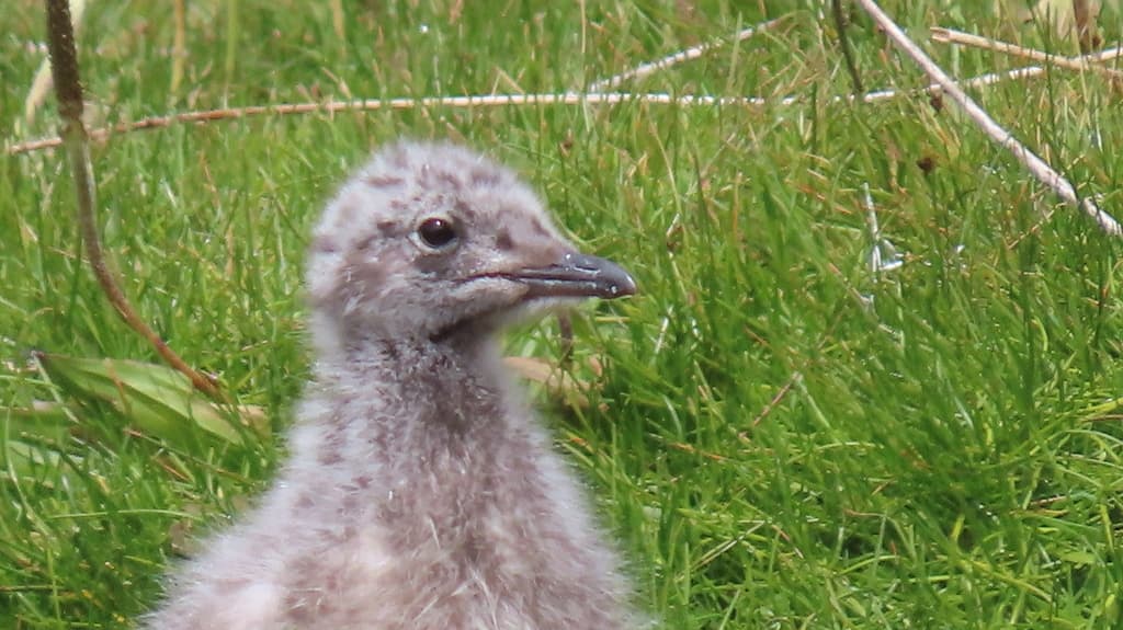 Andean Gull｜安第斯鸥 参考照片