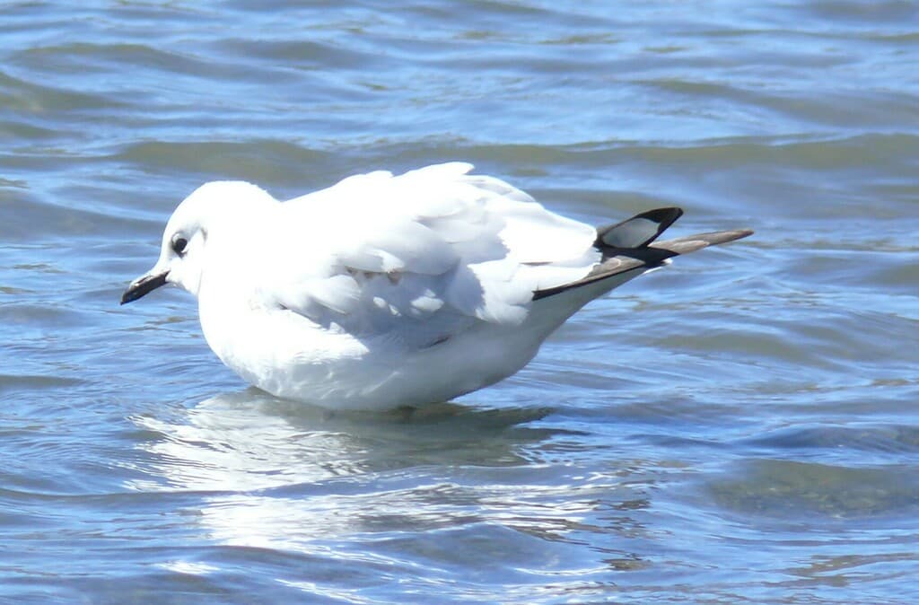 Andean Gull｜安第斯鸥 参考照片