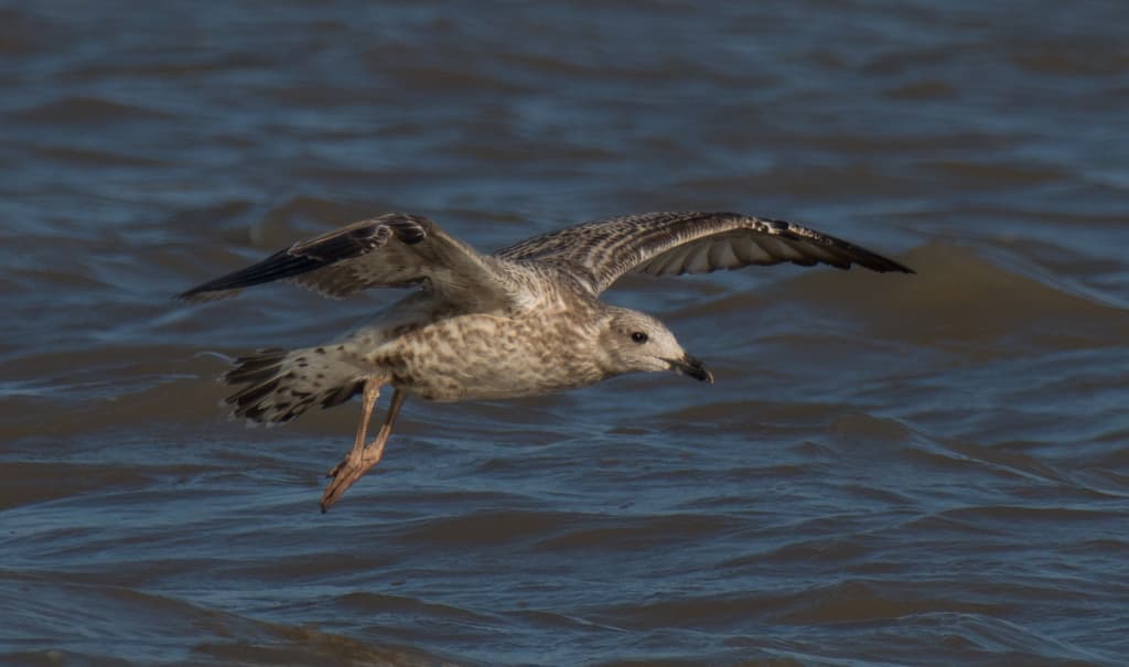 Armenian Gull｜亚美尼亚鸥 参考照片