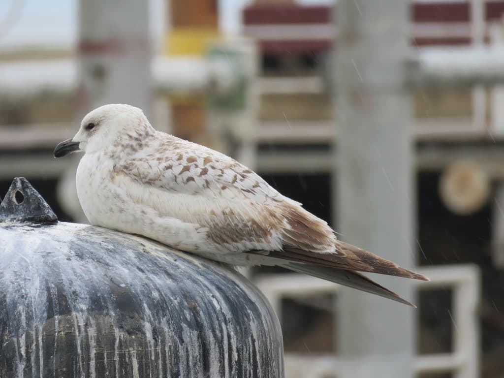 Armenian Gull｜亚美尼亚鸥 参考照片