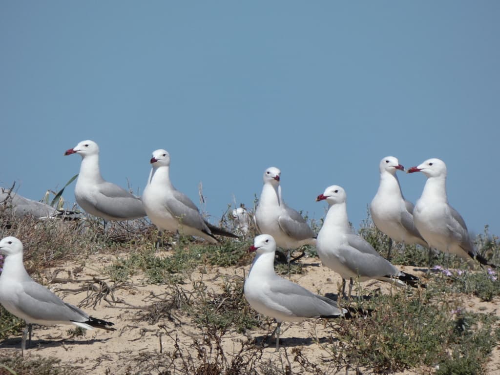 Audouin’s Gull｜奥杜安鸥 参考照片