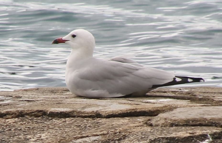 Audouin’s Gull｜奥杜安鸥 参考照片