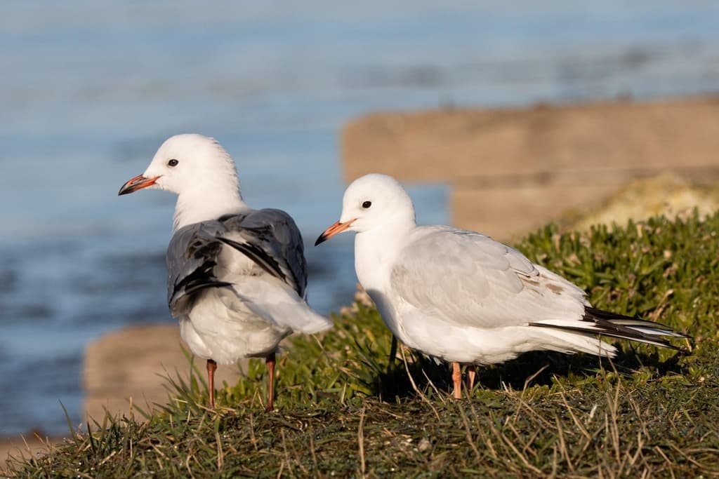 Black-billed Gull｜新西兰黑嘴鸥 参考照片