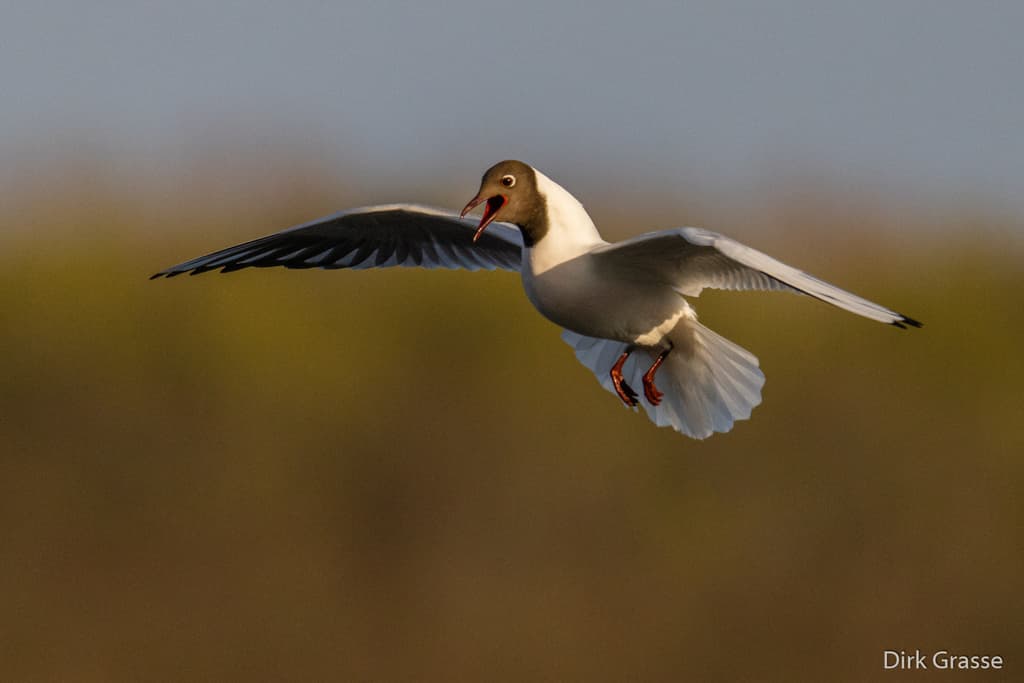 Black-headed Gull｜红嘴鸥 参考照片