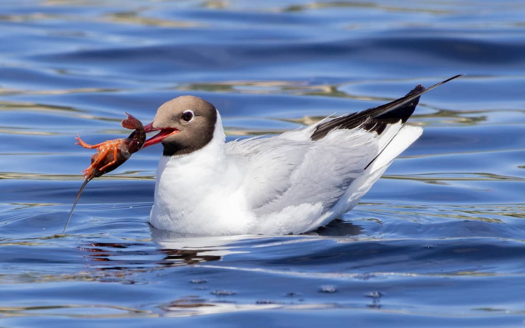 Black-headed Gull｜红嘴鸥 参考照片