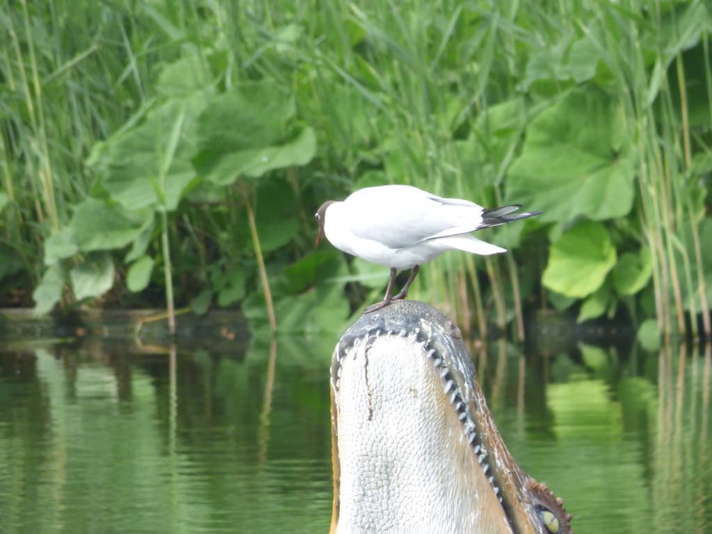Black-headed Gull｜红嘴鸥 参考照片
