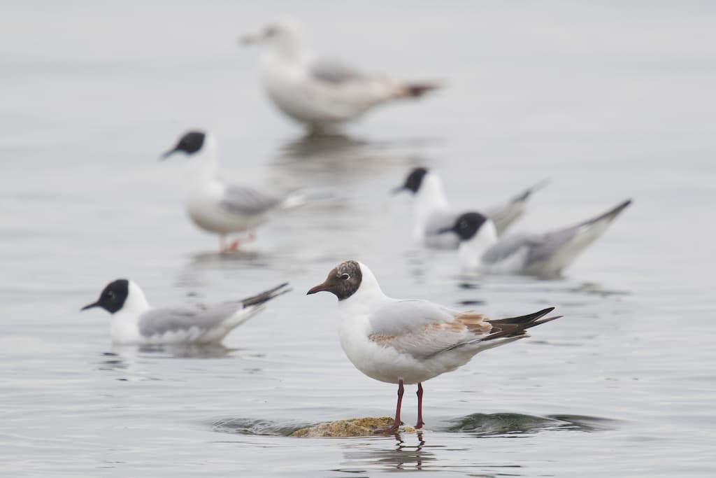 Black-headed Gull｜红嘴鸥 参考照片