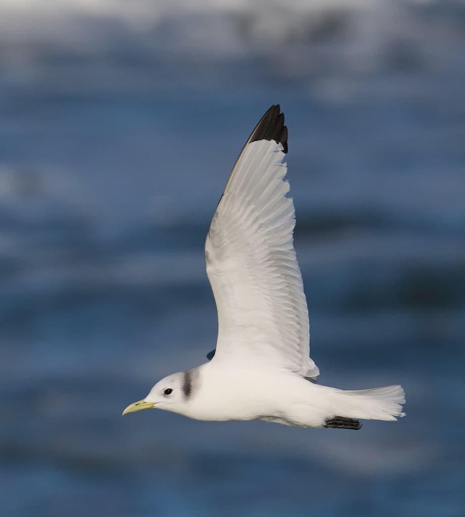 Black-legged Kittiwake｜三趾鸥 参考照片