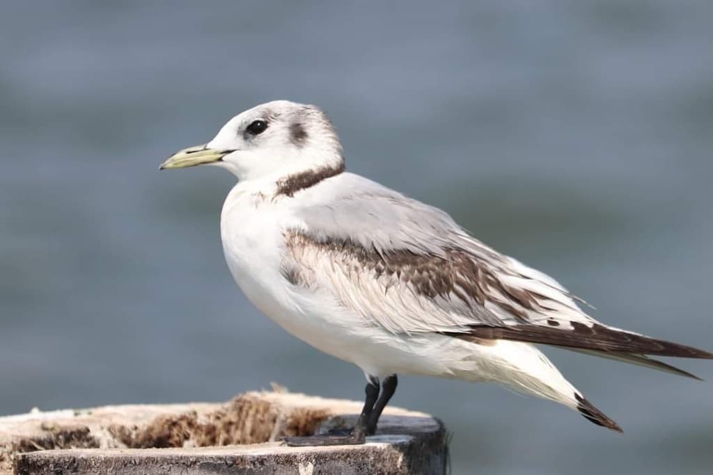 Black-legged Kittiwake｜三趾鸥 参考照片