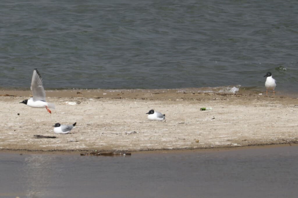 Bonaparte’s Gull｜博氏鸥 参考照片