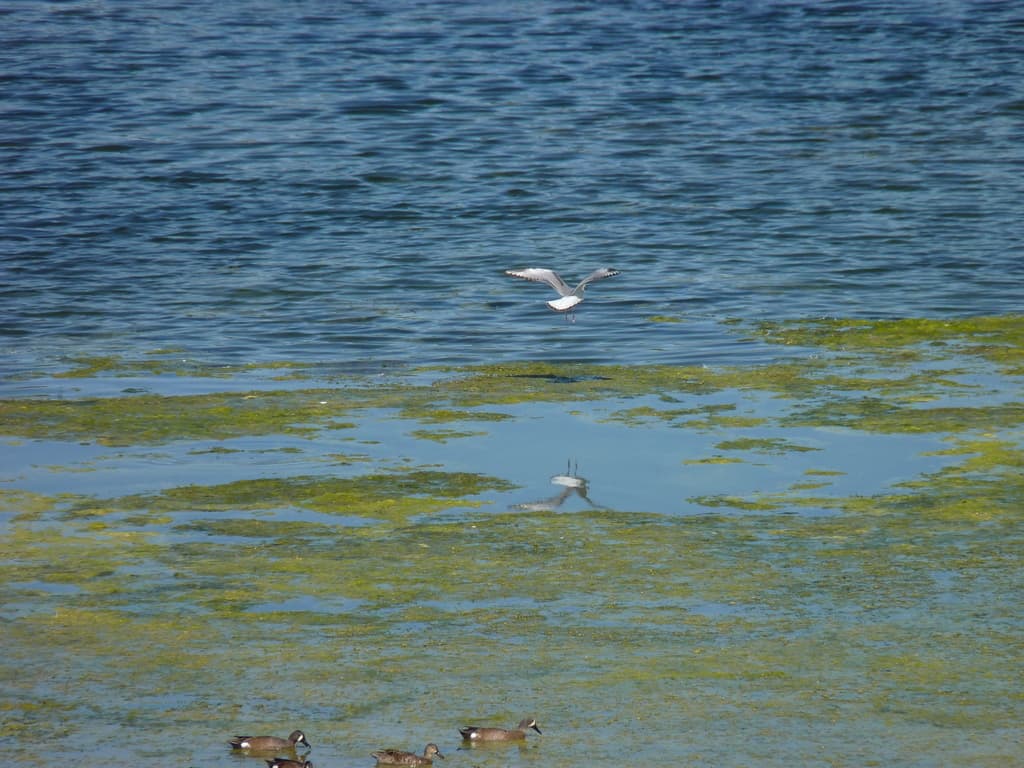 Bonaparte’s Gull｜博氏鸥 参考照片