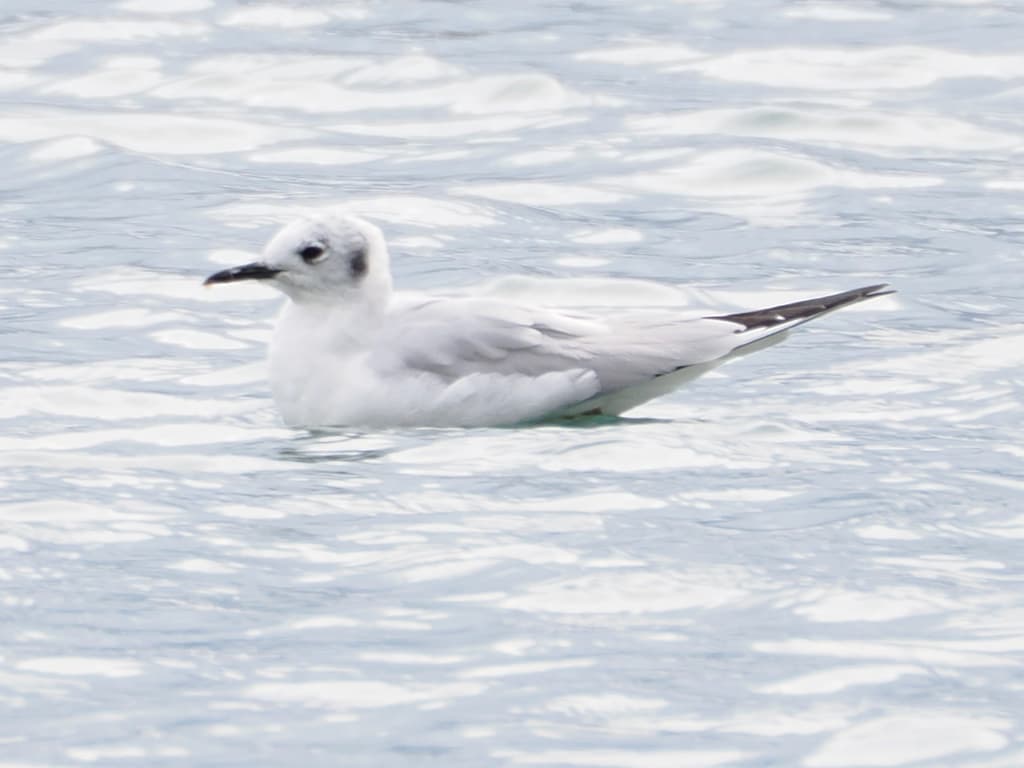 Bonaparte’s Gull｜博氏鸥 参考照片