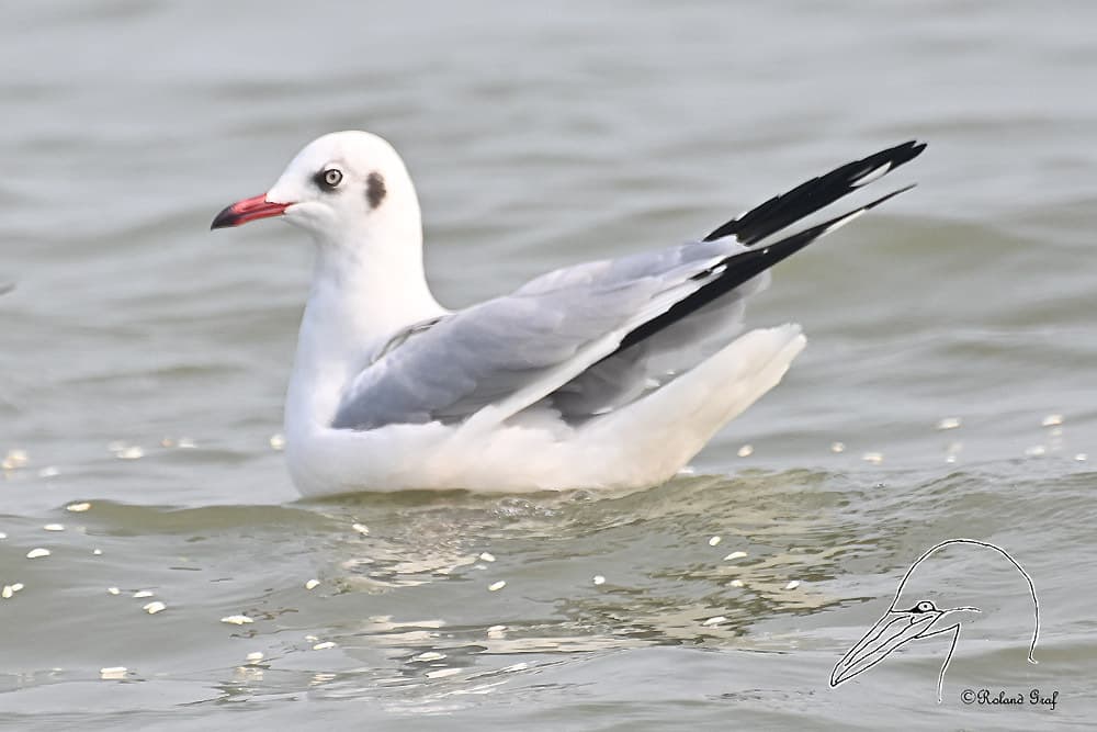 Brown-headed Gull｜棕头鸥 参考照片