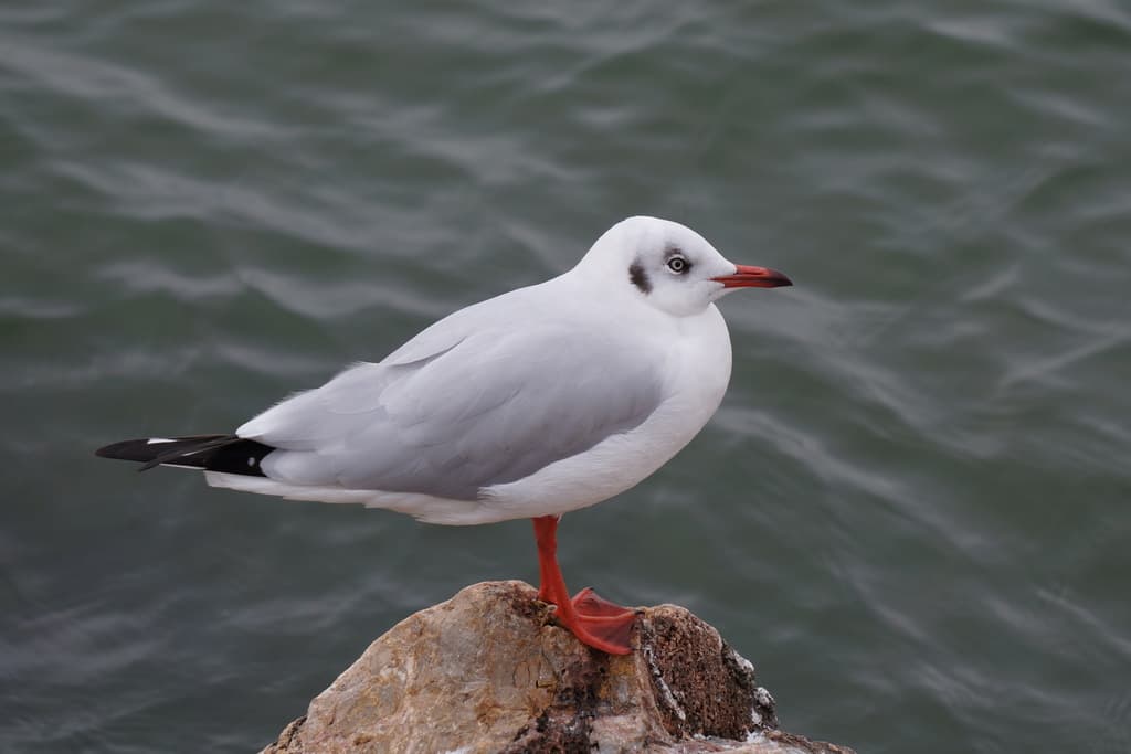 Brown-headed Gull｜棕头鸥 参考照片