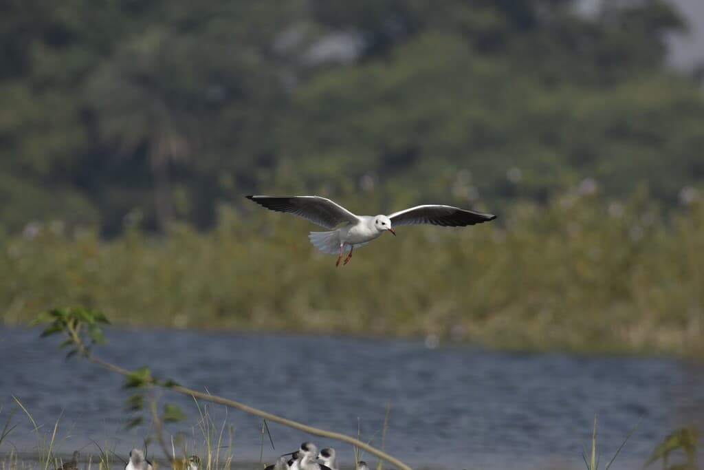 Brown-headed Gull｜棕头鸥 参考照片