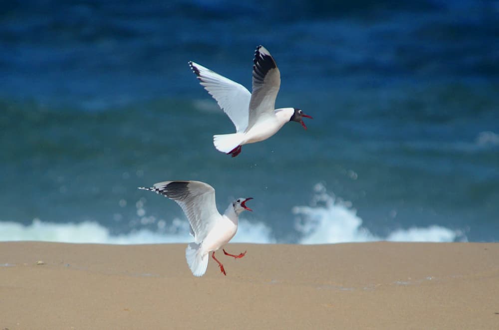 Brown-hooded Gull｜褐头鸥 参考照片