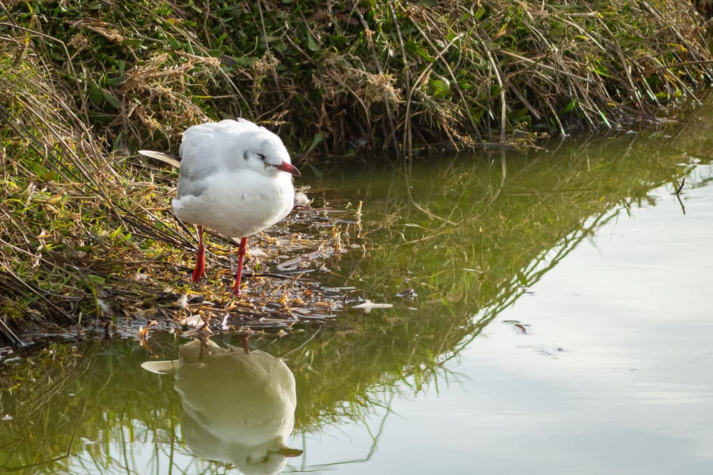Brown-hooded Gull｜褐头鸥 参考照片