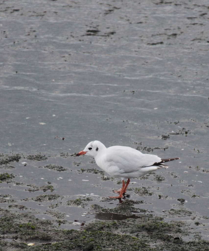 Brown-hooded Gull｜褐头鸥 参考照片