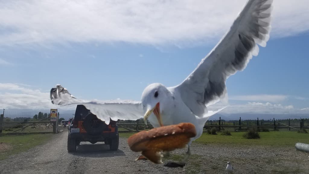California Gull｜加州鸥 参考照片