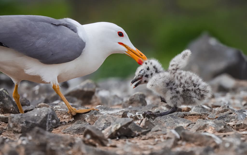 California Gull｜加州鸥 参考照片