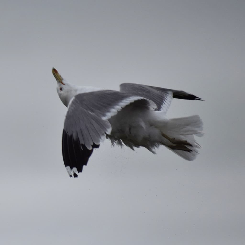 California Gull｜加州鸥 参考照片