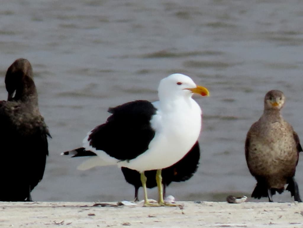Cape Gull｜海角鸥 参考照片