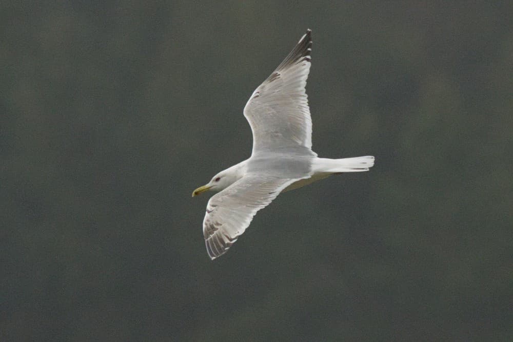 Caspian Gull｜里海鸥 参考照片