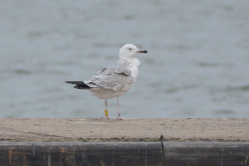 Caspian Gull｜里海鸥 参考照片
