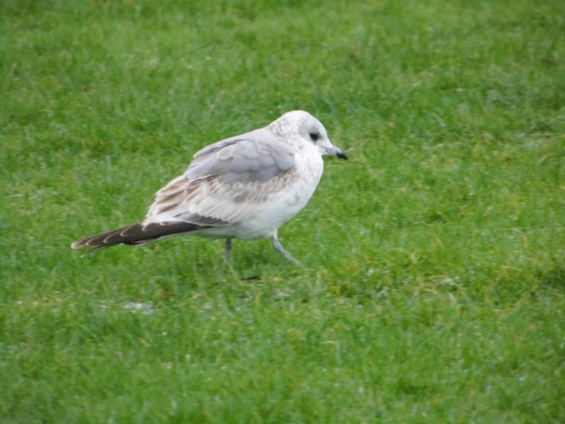 Common Gull / Mew Gull｜普通海鸥 参考照片