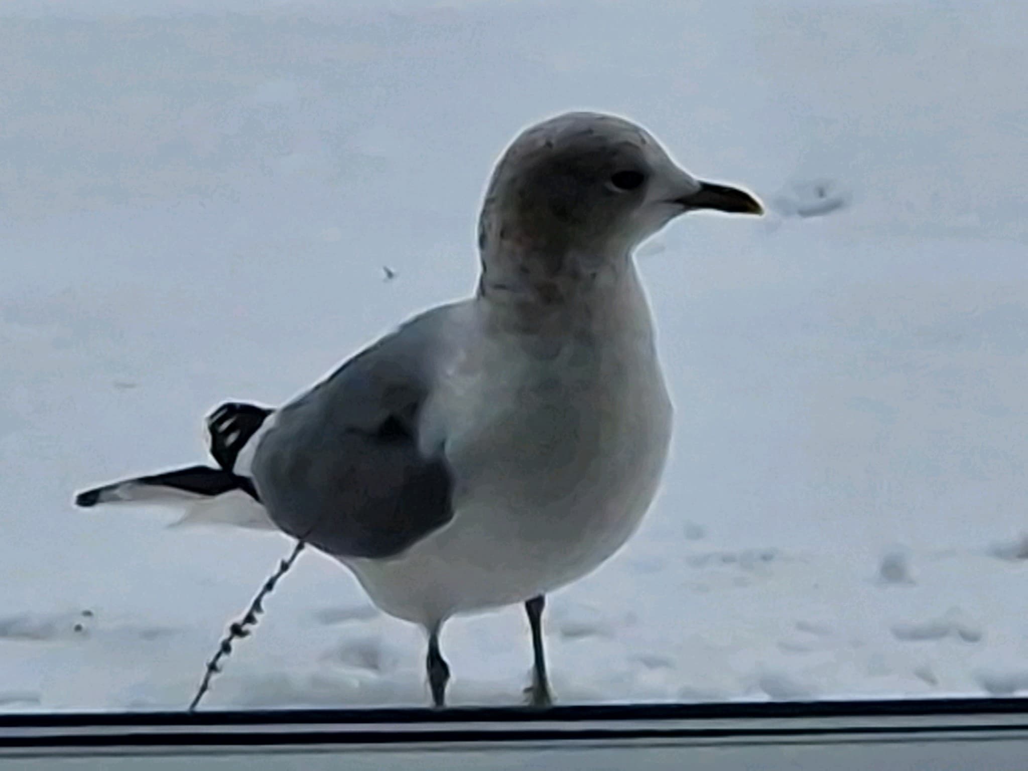 Common Gull / Mew Gull｜普通海鸥 参考照片